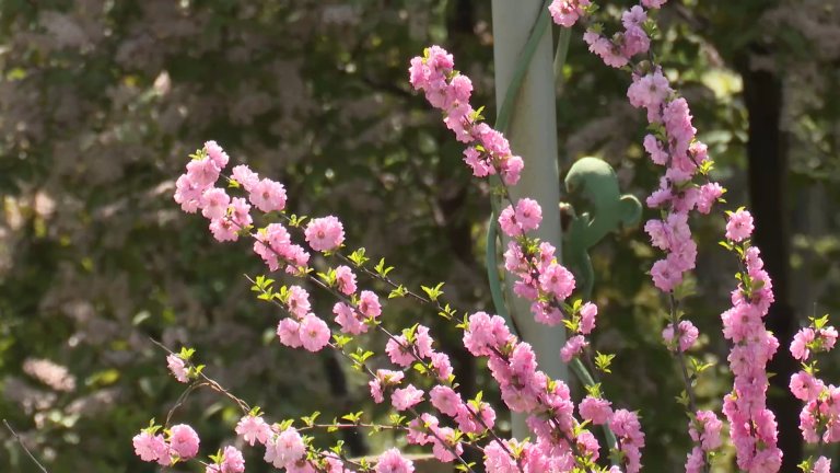 Сезон розовых облаков, или Секреты иркутской сакуры